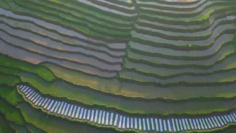 Aerial-top-down-shot-of-beautiful-terraced-green-rice-fields-flooded-with-water-in-different-colors-in-sunlight