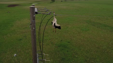 Poor-lifeless-white-stork-hanging-tangled-in-electric-power-lines-aerial-rising-view