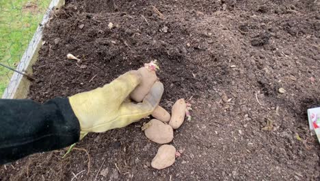 Examining-potatoes-for-planting-in-the-fall-for-Christmas-harvest