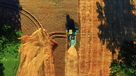 Draufsicht-Des-Mähdreschers,-Der-Im-Sommer-Weizen-Sammelt---Drohnenaufnahme