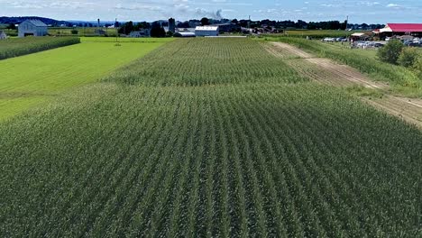 An-Aerial-Passing-Close-View-of-Rows-of-Corn-Nearing-Harvest-Time-on-a-Late-Summer-Day