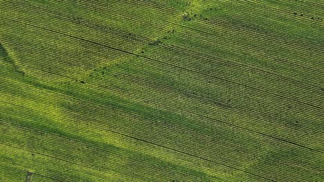 Top-down-birds-eye-aerial-view-corn-field-on-farmland