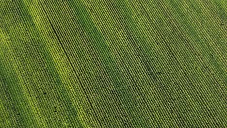 Drone-shot-flying-over-field-of-corn-in-America