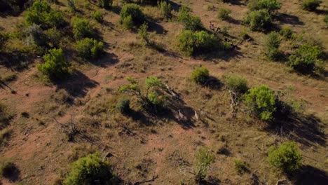 Afrikanische-Herden-Von-Zebras-Und-Gnus,-Die-Im-Savannenbusch-Zusammenleben,-Antenne