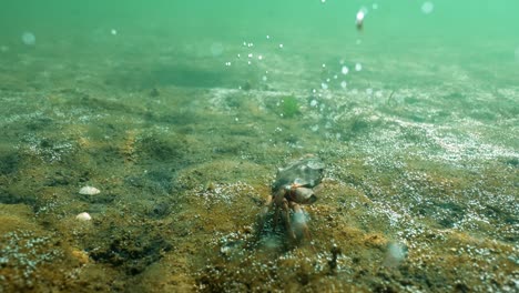 Unterwasseransicht-Einer-Krabbe-In-Verteidigungsstellung,-Nachdem-Sie-Seitwärts-Auf-Dem-Meeresboden-Gewandert-Ist