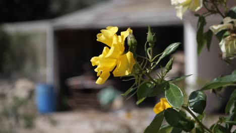 Flor-Rosa-Amarilla-Floreciente-Durante-El-Día-Soleado-En-El-Campo