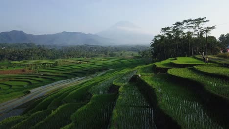 Aerial-view-of-farmer-walking-on-terraced-rice-fields-during-beautiful-sunny-day-in-Indonesia---Magnificent-green-landscape-during-summer