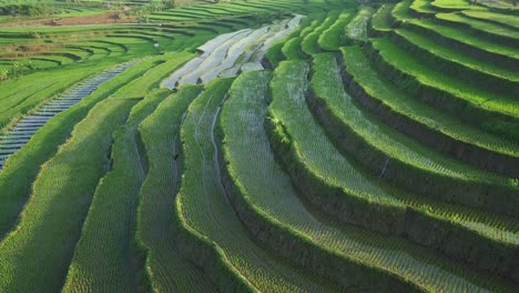 Drone-shot-of-hilly-rice-field-flooded-with-water-during-growth-in-sunlight---Asia,Indonesia