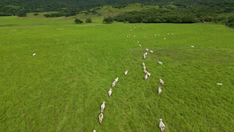 Drone-Siguiendo-Ganado-Blanco-Caminando-En-Filas-A-Través-De-Un-Pasto-Verde-Con-Un-Bosque-En-La-Parte-De-Atrás-Durante-El-Día