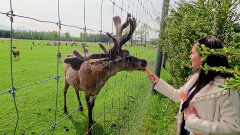 Woman-feeding-deers-and-Mouflon-sheeps-with-carrot-through-fence-outdoors-in-nature,close-up-shot
