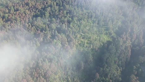 Luftaufnahme-Von-Oben-über-Waldbäume-Mit-Nebel-Und-Wolken-In-Der-Luft-An-Sonnigen-Tagen