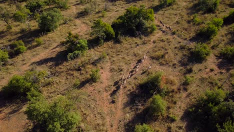 Wild-Zebra-Herd-Running-In-Sunny-National-Park-Bush-Scenery,-Aerial