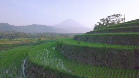 Nahaufnahme-Einer-Drohnenaufnahme-Von-Wachsenden-Reispflanzen,-Die-An-Sonnigen-Tagen-In-Indonesien-Mit-Wasser-überflutet-Sind---Wunderschöne-Landschaft-Mit-Bergen-Im-Hintergrund