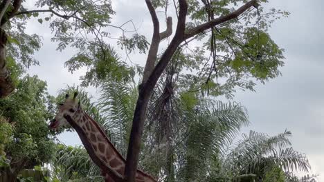 Tall-rothschild's-giraffe,-giraffa-camelopardalis-rothschildi-with-pale-pelt-walking-around-the-tree,-trying-to-reach-for-food-hanging-on-top-at-Singapore-zoo,-Mandai-wildlife-reserves,-handheld-shot