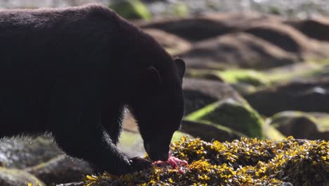 Black-Bear-Eating-salmon-on-seaweed-covered-rocks