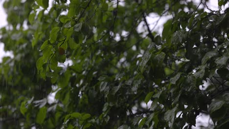 Zeitlupenvideo-Von-Regentropfen-Auf-Blättern-Von-Bäumen