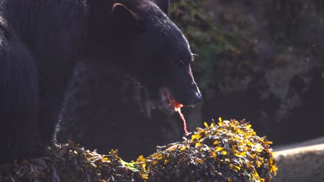 Close-up-of-Black-Bear-eating-a-salmon-on-a-seaweed-covered-rock