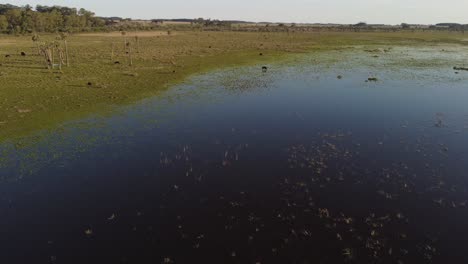 Drohnenflug-über-Einer-Lagune-In-Uruguay,-Wo-Kühe-Im-Wasser-Grasen