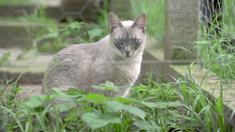 Siamesische-Katze-Aufmerksam-Im-Hinterhof-Mit-Garten
