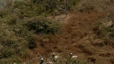Pelikanvögel-Auf-Dem-Felsigen-Inselstrand-Von-Faro-De-Bucerías-In-Michoacan,-Mexiko