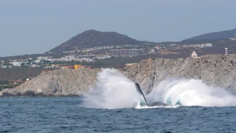Humpback-Whale-jumps-out-of-the-water-near-land,-cliffside