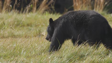 Black-Bear-eating-green-grass-in-a-field