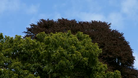 4k-Grüne-Und-Rote-Bäume,-Die-Sanft-Im-Wind-Mit-Britischem-Sommer-Des-Blauen-Himmels-Wehen
