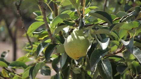 Ripe-Pear-Fruit-On-A-Tree-Branch---close-up-shot