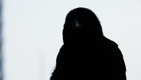 Close-up-of-silhouette-of-a-crow,-observing-are-and-having-white-background