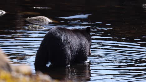 Black-bear-finds-a-salmon-in-water-and-carries-it-out-up-onto-seaweed-covered-rocks
