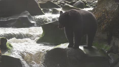 Black-bear-sits-down-on-rock-near-a-waterfall