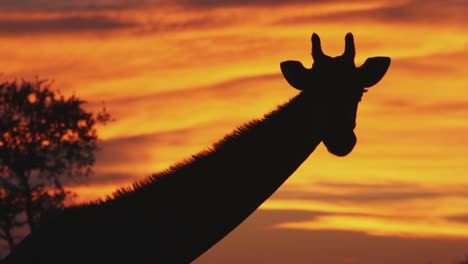 Silhouette-of-giraffe-in-sunset,-standing-and-observing-natural-environment