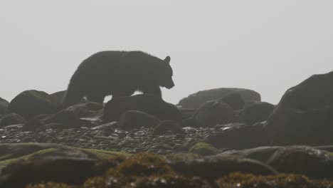 Black-Bear-walk-through-fog-on-a-rocky-beach
