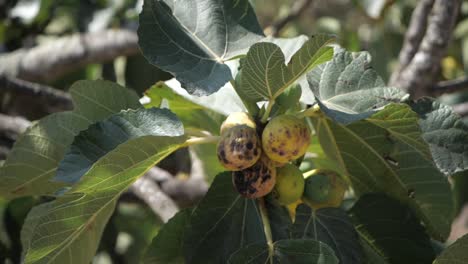 Close-Up-Of-Rotten-Loquat-Fruit-On-Tree---slow-motion