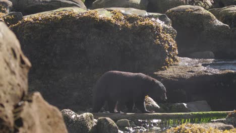 Black-Bear-walking-across-a-log-with-mist-in-front-of-it