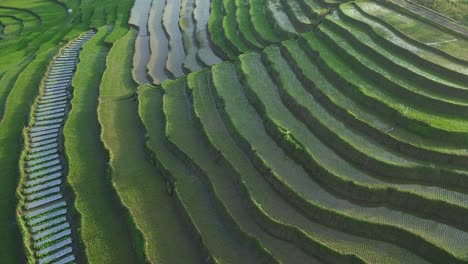 Aerial-birds-eye-shot-of-beautiful-terraced-green-rice-field-flooded-with-water-in-the-morning---Central-Java-Province,Indonesia