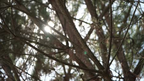 Sunbeams-Through-The-Pine-Tree-Branches-On-A-Sunny-Day---slow-motion