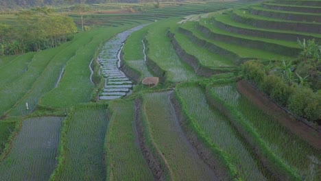 A-hut-on-the-middle-of-beautiful-green-terraced-rice-field-with-slightly-foggy-weather