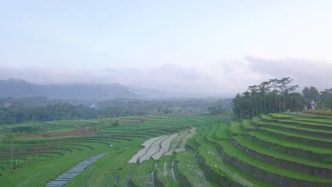 Rural-view-of-tropical-landscape-with-view-of-beautiful-terraced-rice-fields-with-gigantic-mountains-in-background-during-sun-rays-in-the-morning