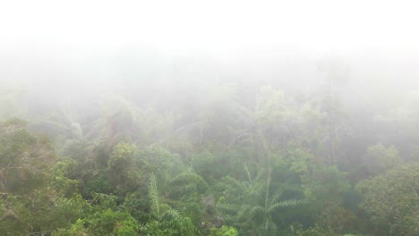 Mystic-cloudy-fog-traveling-over-lush-green-rain-forest-3