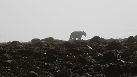 Black-Bear-walking-with-fishing-on-foggy-morning