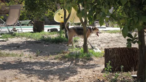 Domestic-Dog-Walking-During-Sunny-Day-In-A-Backyard-Garden