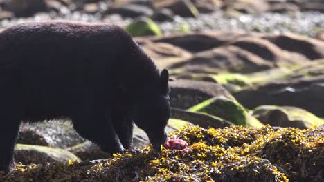 Medium-shot-of-Black-Bear-eating-a-salmon-on-a-seaweed-covered-rock