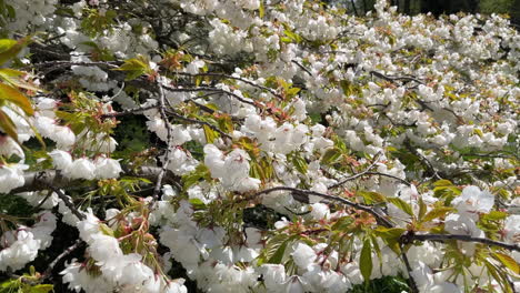 Kirschblüten-Bewegen-Sich-Im-Wind