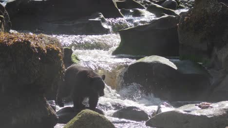 Schwarzbär,-Der-Vor-Einem-Wasserfall-Läuft