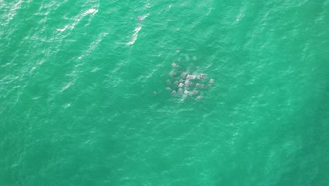 A-group-of-Mobula-rays-swimming-in-the-turquoise-waters-near-the-coasts-of-Oaxaca