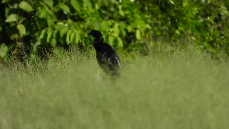 Cormorant-in-pond-area---grass-