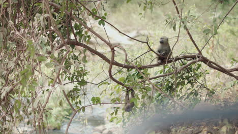 Dos-Monos-Jóvenes-Jugando-En-Las-Selvas-Salvajes-De-África