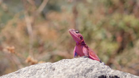 The-Mwanza-Flat-Headed-Rock-Agama-lizard,-native-to-Africa,-and-more-commonly-known-as-the-"Spider-Man"-lizard,-is-sunning-himself-on-a-rock