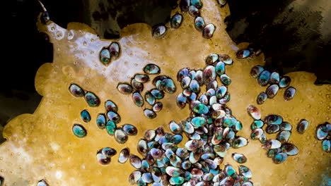 Colorful-abalone-spat-crawls-around-empty-tank